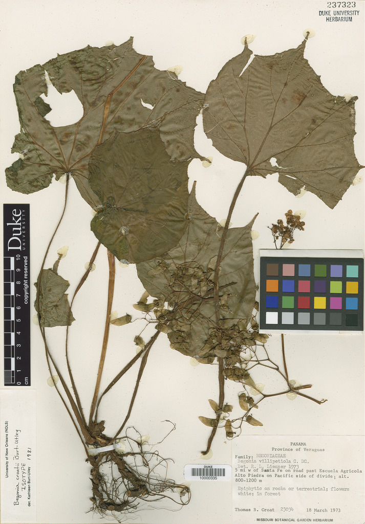 B. croatii